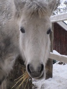 Onko jo kevättä ilmassa? Ainakin kevätkokous tulee. Tuu mukaan!