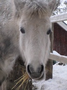 Onko jo kevättä ilmassa? Ainakin kevätkokous tulee. Tuu mukaan!